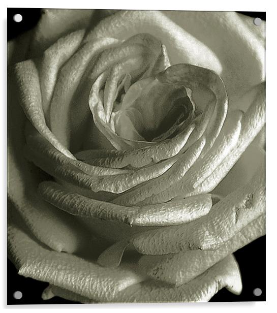 Close up Rose Acrylic by james balzano, jr.