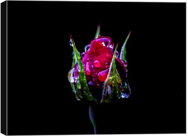 Rosebud Canvas Print by Keith Campbell