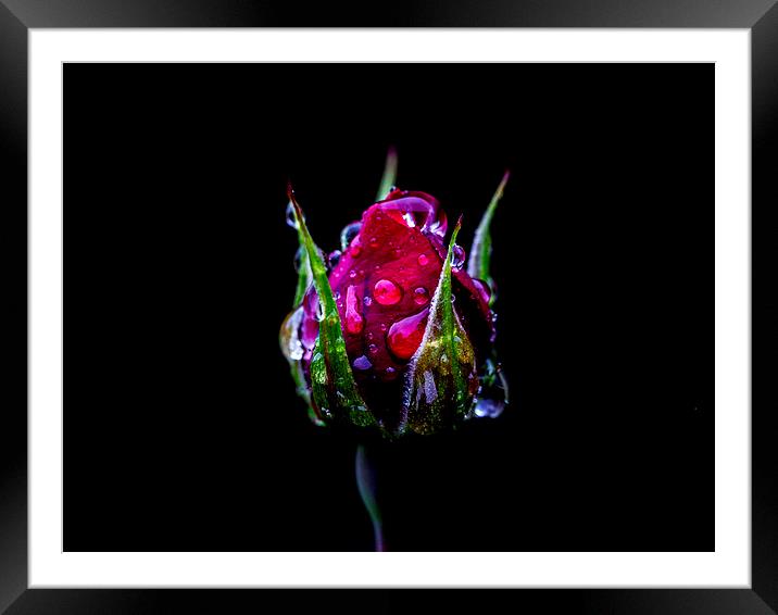 Rosebud Framed Mounted Print by Keith Campbell