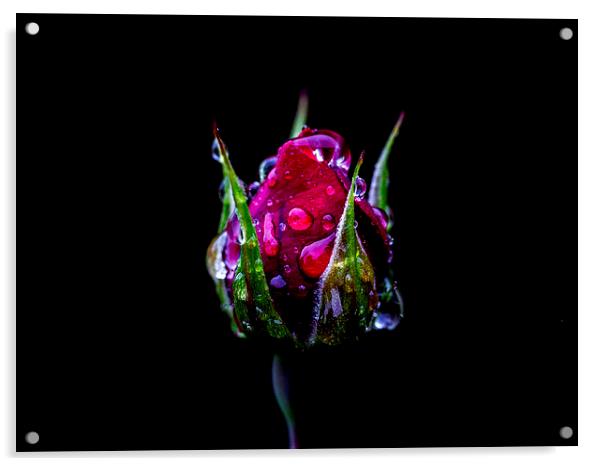 Rosebud Acrylic by Keith Campbell