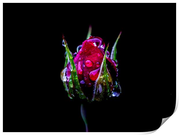 Rosebud Print by Keith Campbell