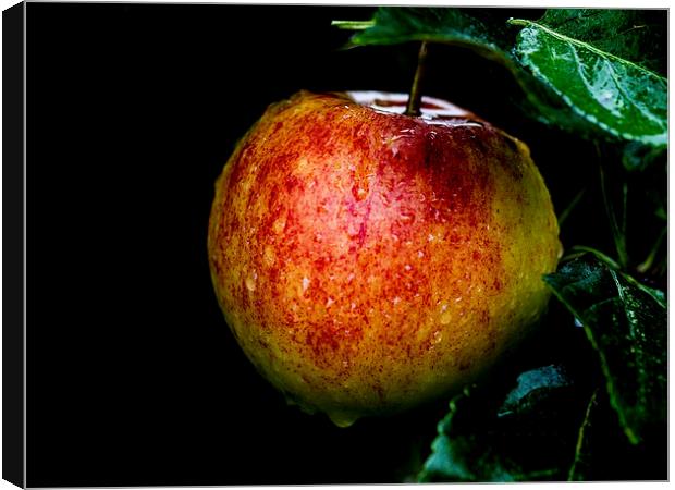 The Last Apple Canvas Print by Keith Campbell