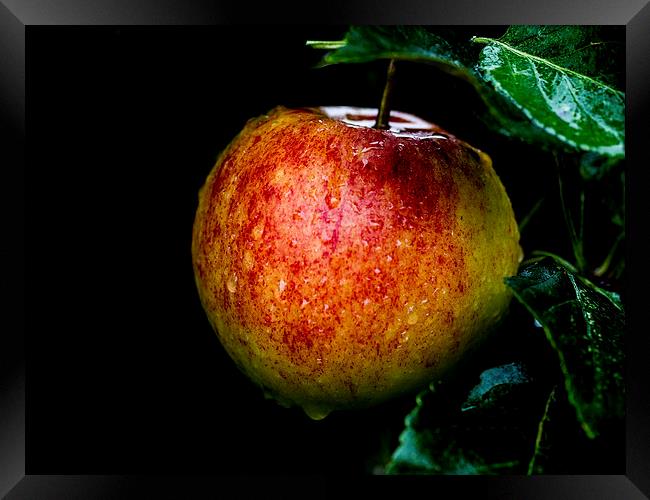The Last Apple Framed Print by Keith Campbell