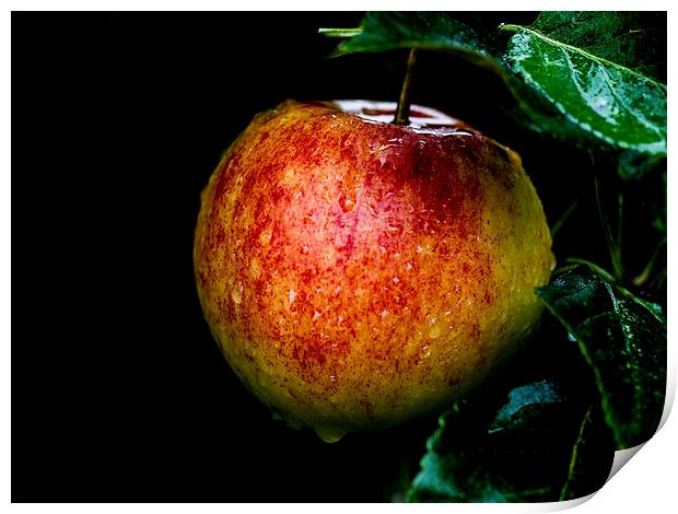 The Last Apple Print by Keith Campbell