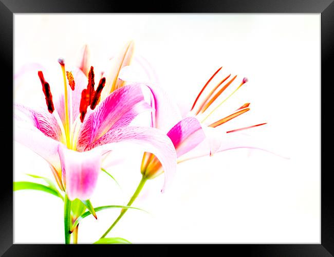 Lilies Framed Print by Keith Campbell