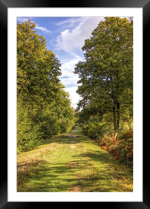 Blean woods Framed Mounted Print by Thanet Photos