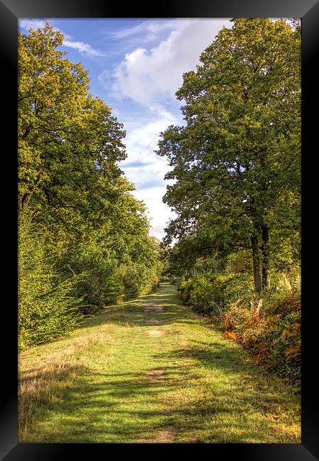 Blean woods Framed Print by Thanet Photos