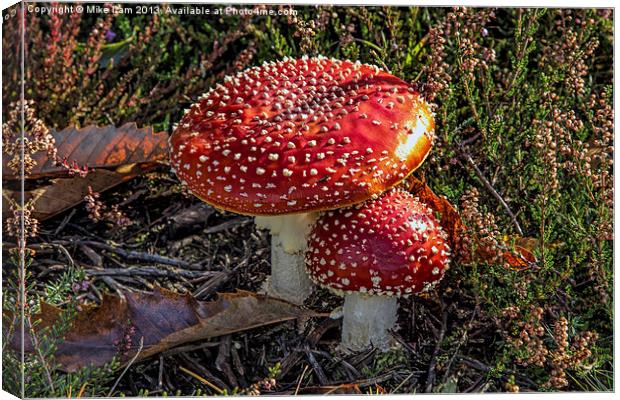 Red toadstool Canvas Print by Thanet Photos