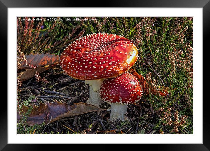 Red toadstool Framed Mounted Print by Thanet Photos