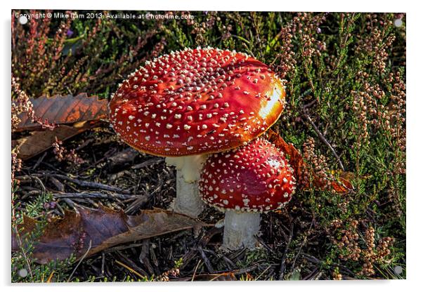 Red toadstool Acrylic by Thanet Photos