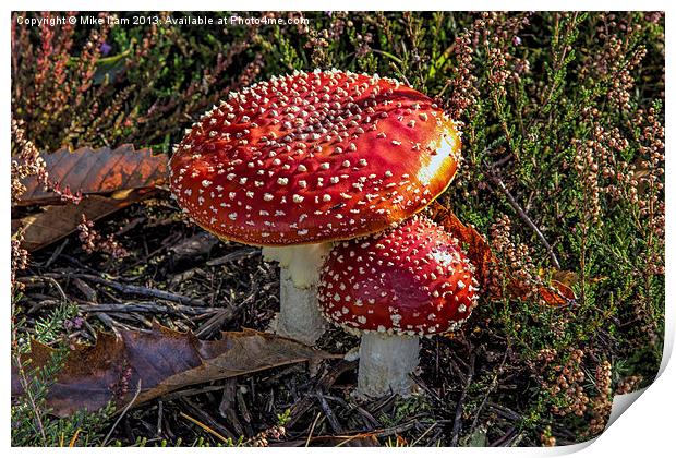 Red toadstool Print by Thanet Photos