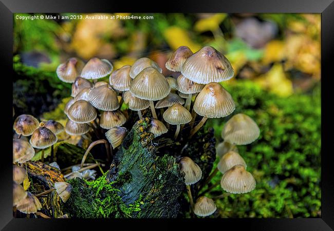 Toadstools Framed Print by Thanet Photos