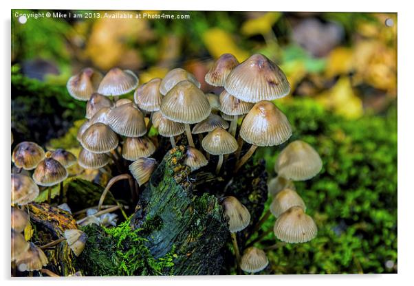 Toadstools Acrylic by Thanet Photos