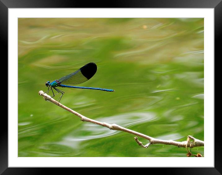 Blue dragonfly Framed Mounted Print by Sapir Porat