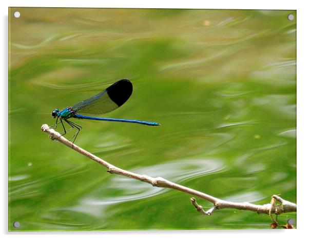 Blue dragonfly Acrylic by Sapir Porat