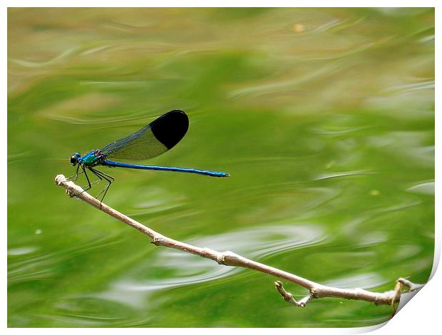 Blue dragonfly Print by Sapir Porat