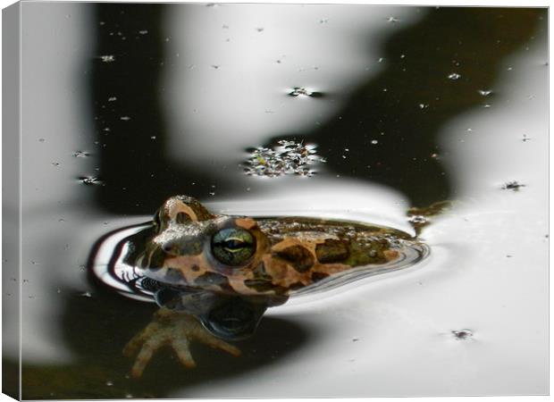 frog Canvas Print by Sapir Porat