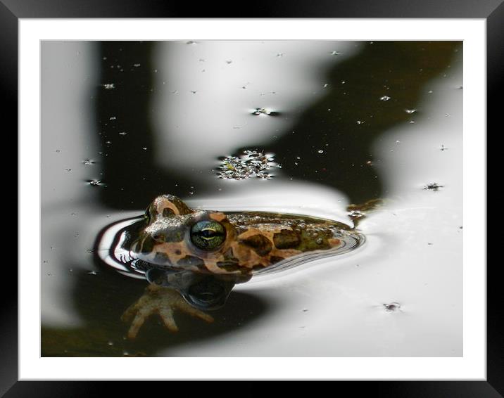 frog Framed Mounted Print by Sapir Porat