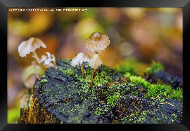 Mycena fungi Framed Print by Thanet Photos