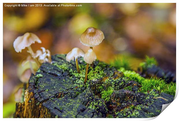 Mycena fungi Print by Thanet Photos