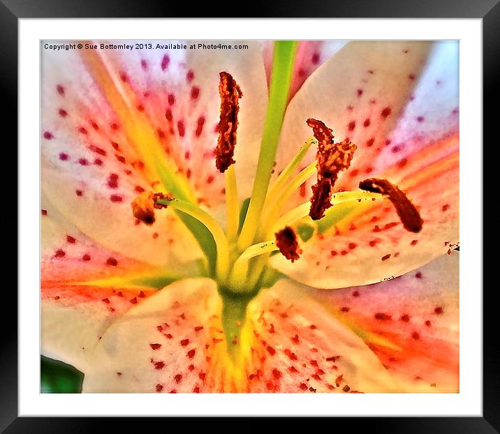 Lily flower Framed Mounted Print by Sue Bottomley