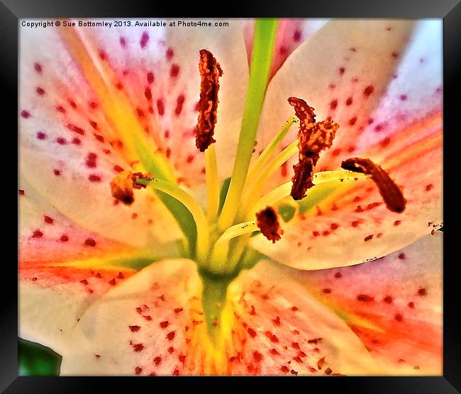 Lily flower Framed Print by Sue Bottomley