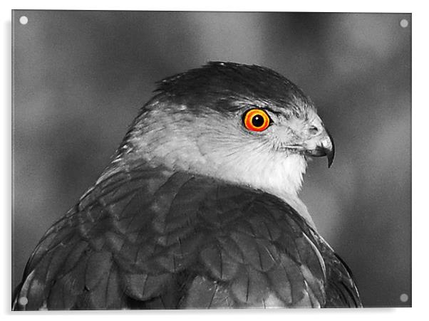 Hawk Eye Acrylic by james balzano, jr.