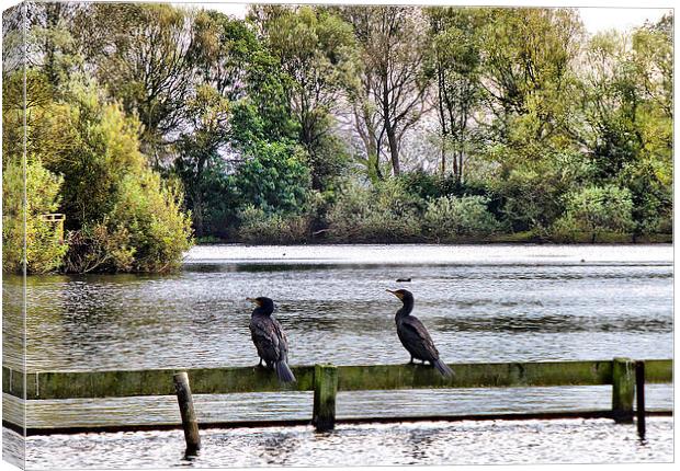 Cormorants in the Park. Canvas Print by Lilian Marshall