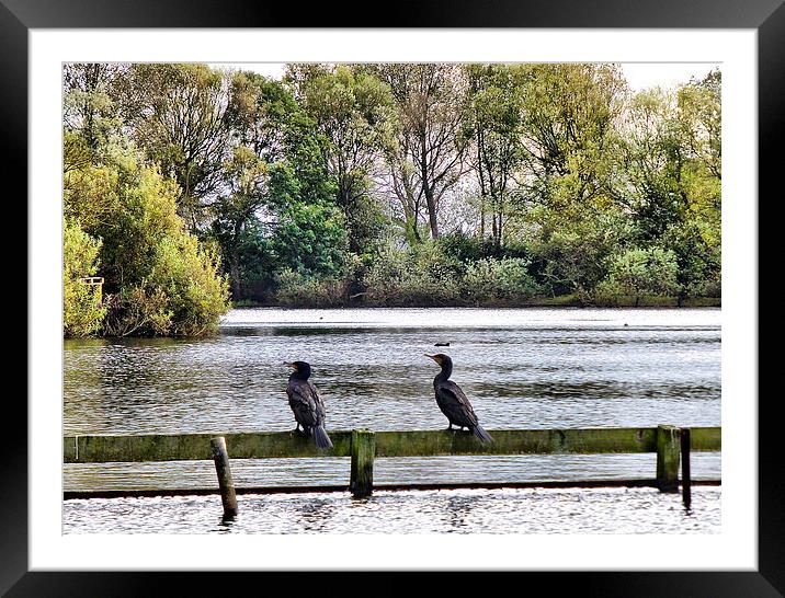Cormorants in the Park. Framed Mounted Print by Lilian Marshall