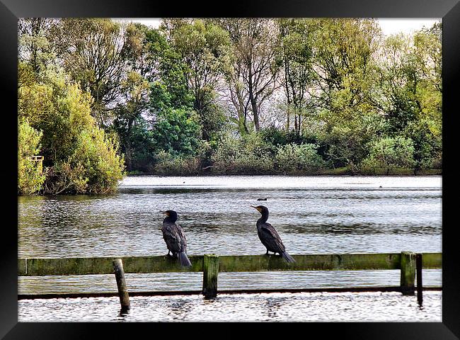 Cormorants in the Park. Framed Print by Lilian Marshall