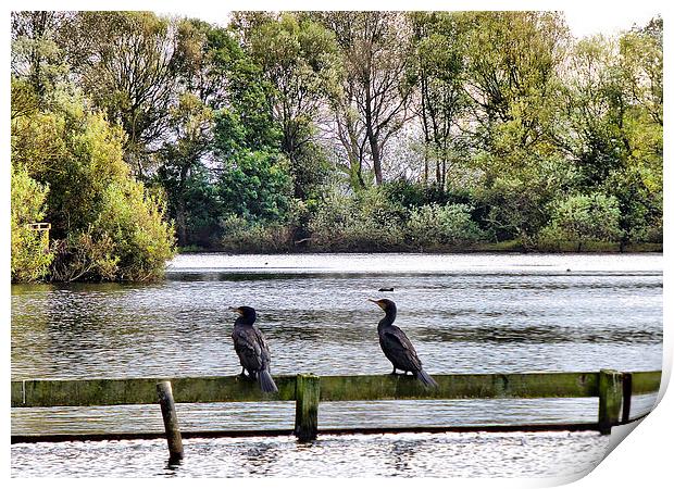 Cormorants in the Park. Print by Lilian Marshall