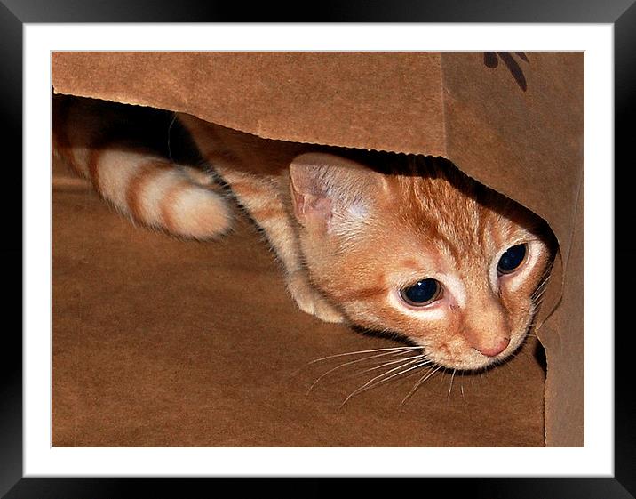 Kitten in a Bag Framed Mounted Print by james balzano, jr.