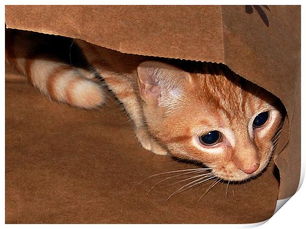 Kitten in a Bag Print by james balzano, jr.