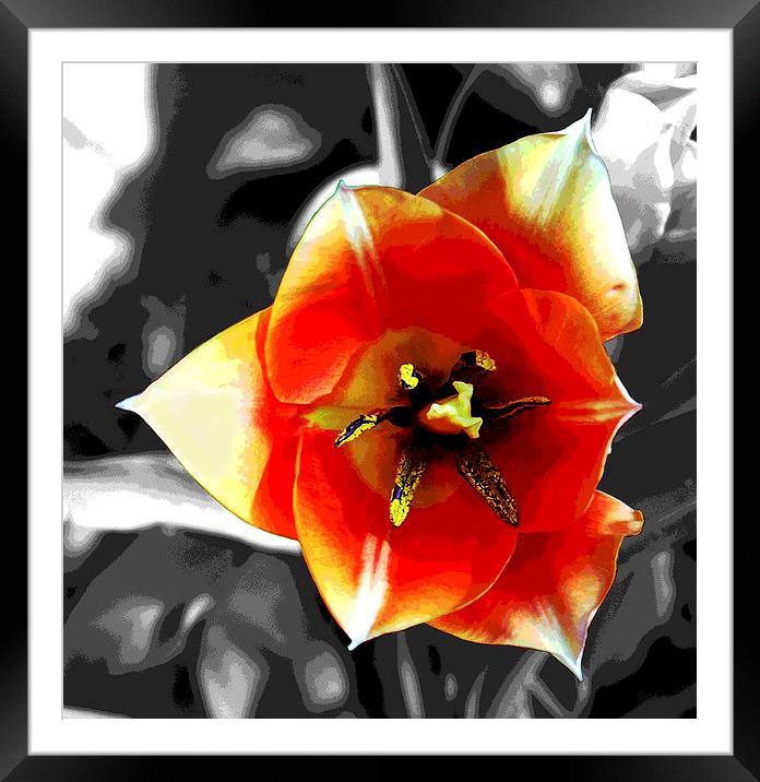 Tulip Close-Up Framed Mounted Print by james balzano, jr.