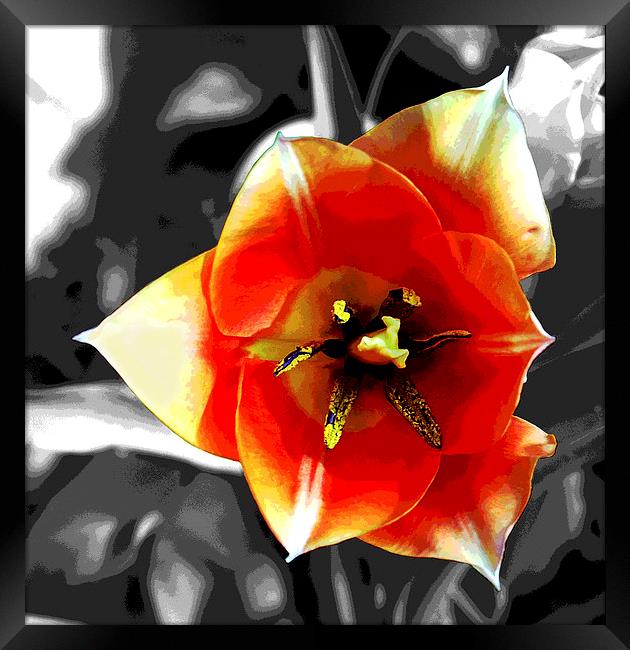 Tulip Close-Up Framed Print by james balzano, jr.