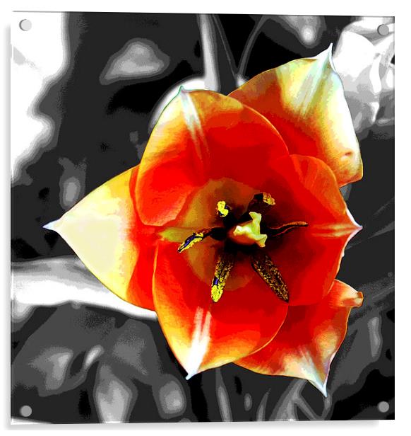 Tulip Close-Up Acrylic by james balzano, jr.