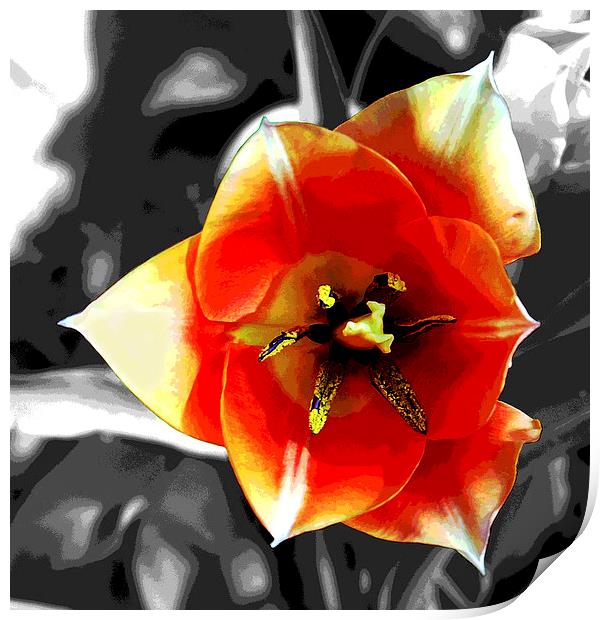 Tulip Close-Up Print by james balzano, jr.