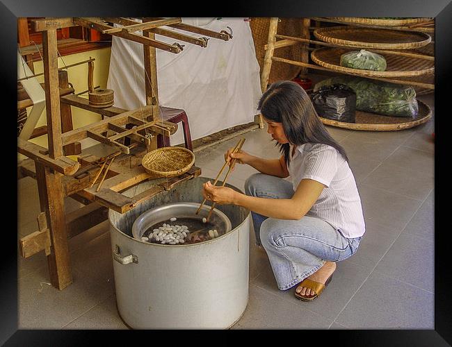 Making silk in Thailand Framed Print by colin chalkley