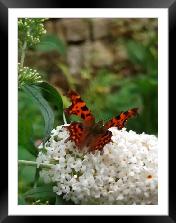 Cosy Comma 1 Framed Mounted Print by Eleanor McCabe