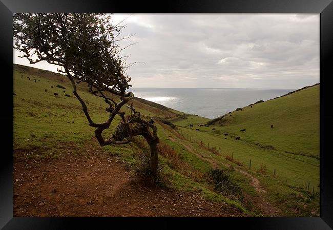 Valley down to the sea, Start Point, Devon Framed Print by Simon Armstrong