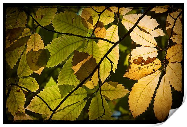 Autumn Leaves Print by Graham Custance