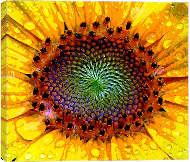 Heart of a Sunflower Canvas Print by james balzano, jr.
