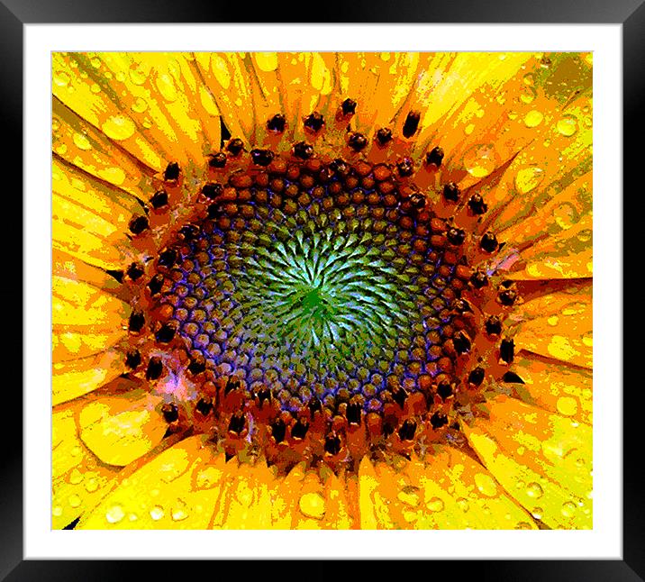 Heart of a Sunflower Framed Mounted Print by james balzano, jr.
