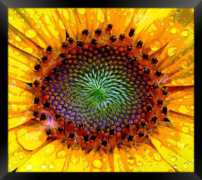Heart of a Sunflower Framed Print by james balzano, jr.