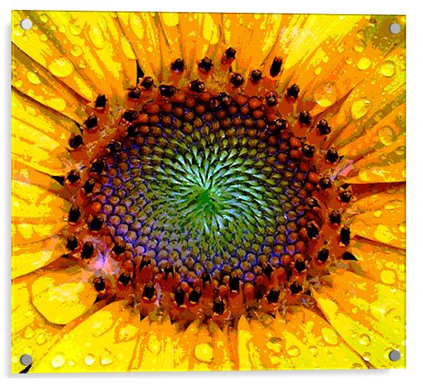 Heart of a Sunflower Acrylic by james balzano, jr.