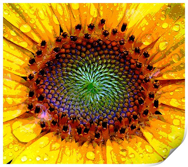 Heart of a Sunflower Print by james balzano, jr.