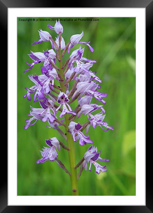 wild orchid blooming Framed Mounted Print by Jo Beerens