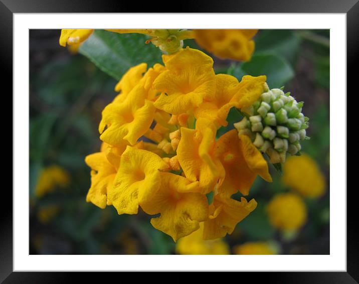 yellow flower Framed Mounted Print by swapan nagpal