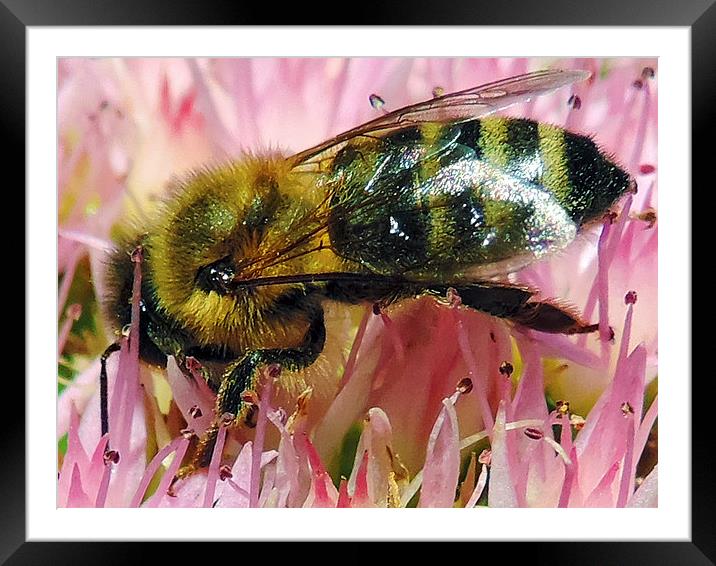 2311-bee on flower Framed Mounted Print by elvira ladocki