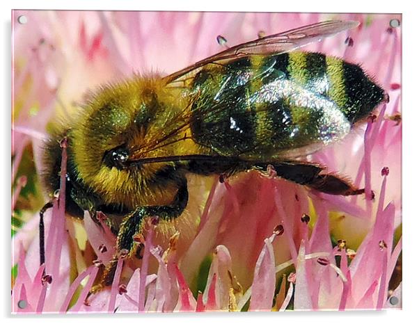 2311-bee on flower Acrylic by elvira ladocki